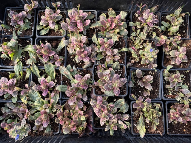 Ajuga burgundy glow [3]