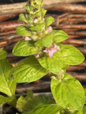 Ajuga gold Chang [4]