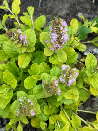 Ajuga gold Chang [2]