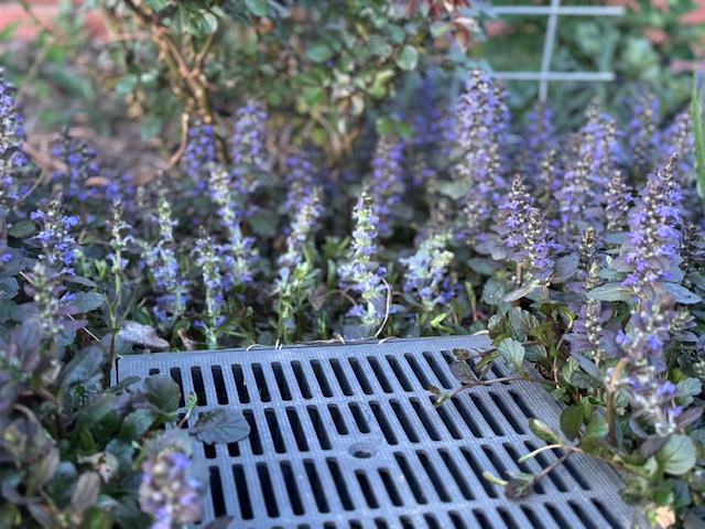 Ajuga reptans [3]