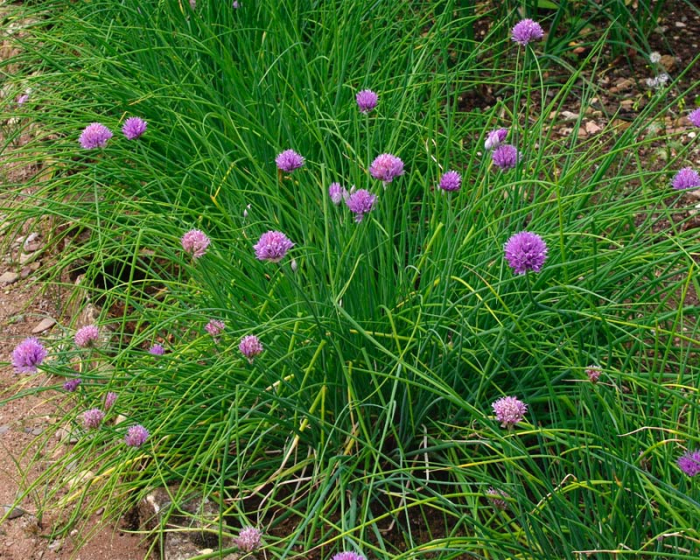 Allium schoenoprasum [3]