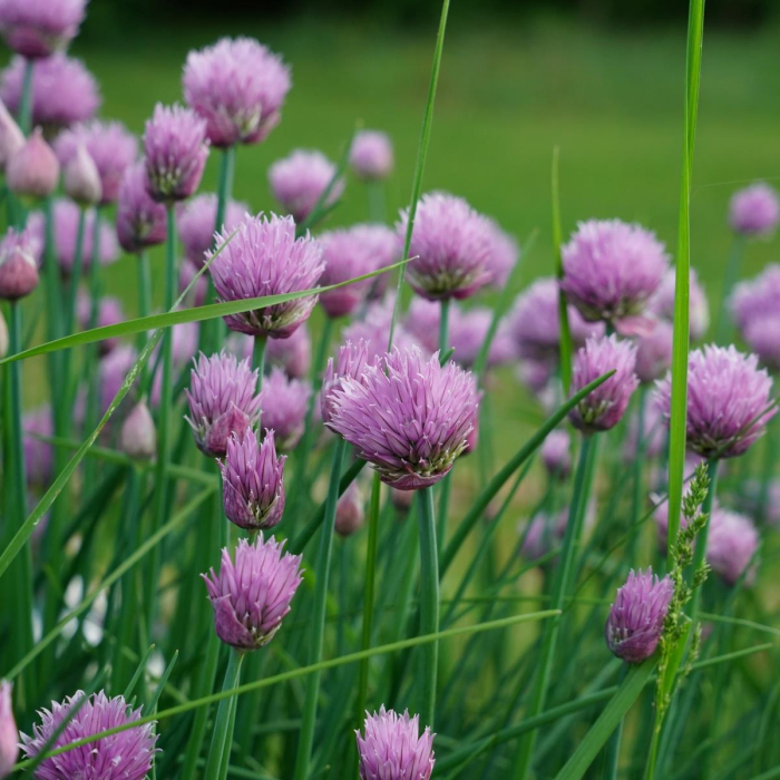 Allium schoenoprasum [2]