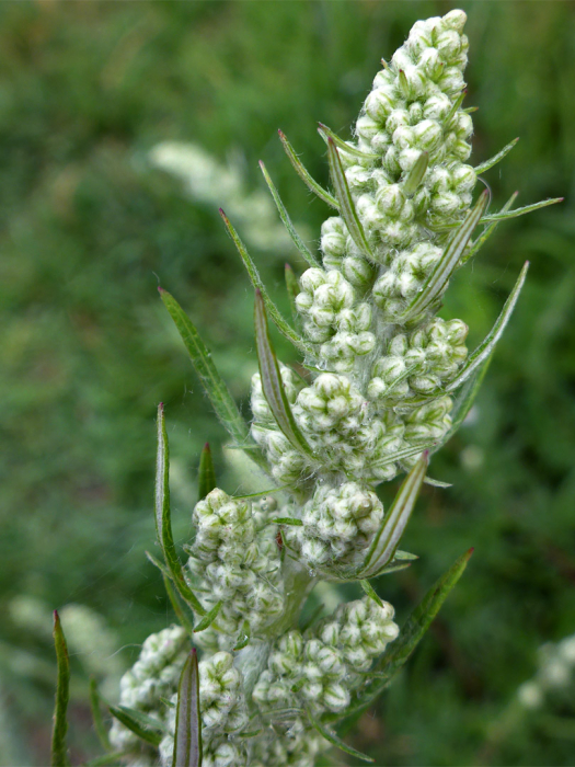 Artemisia vulgaris  Variegata [3]