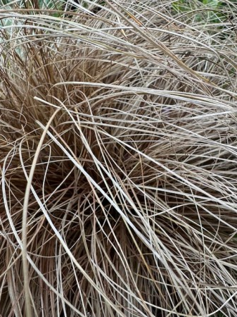 Carex Milk Chocolate [3]