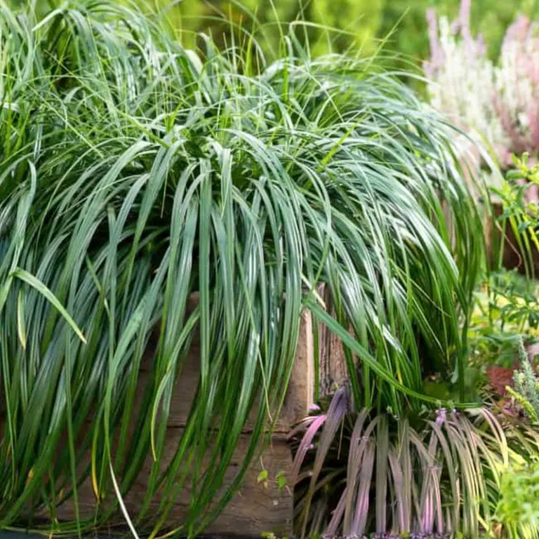 Carex ribbon falls [2]