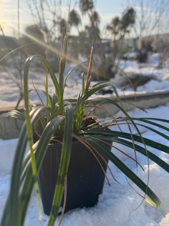 Carex ribbon falls [4]