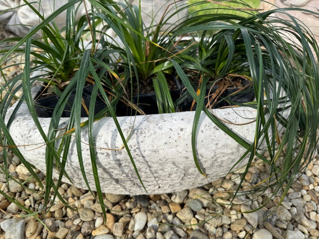 Carex ribbon falls [3]