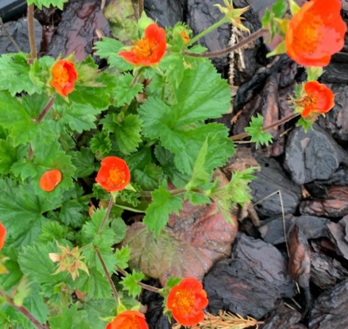 Geum coccineum Werner Arends [3]