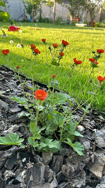 Geum coccineum Werner Arends [3]