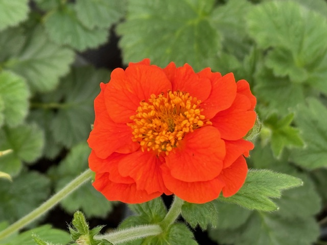 Geum coccineum Werner Arends [2]