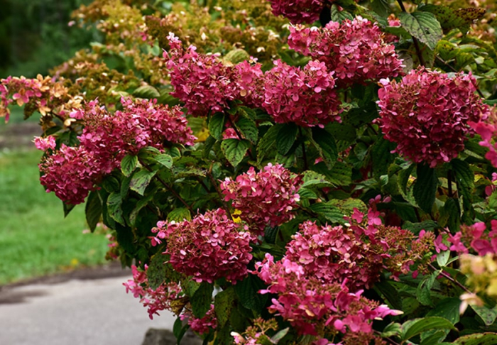 Hortensia paniculata Diamant rouge [3]
