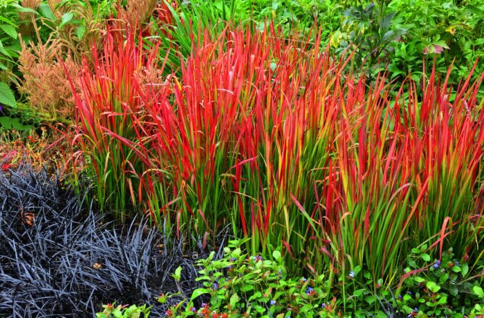 Imperata cylindrica Red Baron [2]