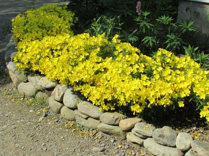 Oenothera missouriensis [2]