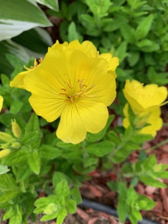Oenothera missouriensis [3]
