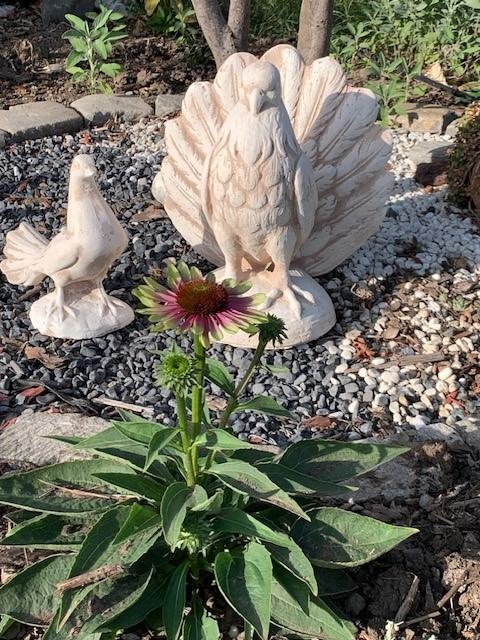 Porumbel cu Coada [2]