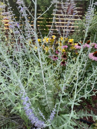 Salvia perovskia [2]