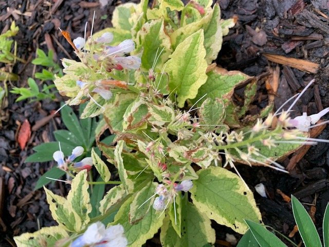 Symphytum goldsmith [4]