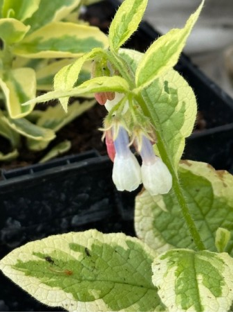 Symphytum goldsmith [2]