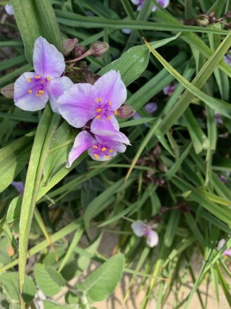 Tradescantia (andersoniana) Billberry Ice [2]
