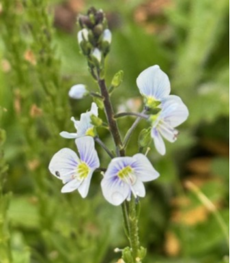 Veronica gentianoides [2]
