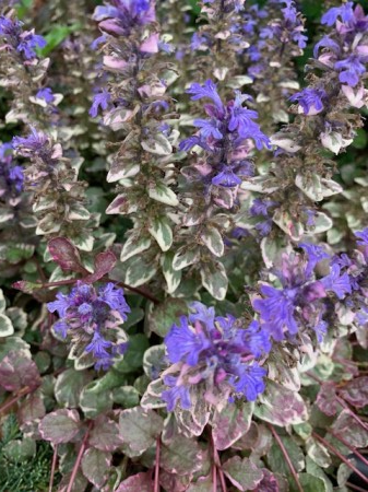 Ajuga burgundy glow [1]