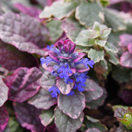 Plante pentru zona cu semi-umbra - Ajuga burgundy glow