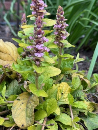 Ajuga gold Chang [2]