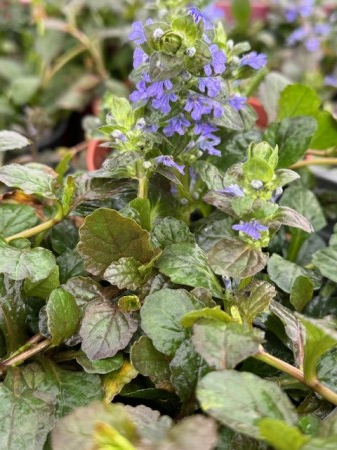 Plante pentru zona cu semi-umbra - Ajuga reptans