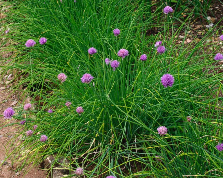 Allium schoenoprasum [2]