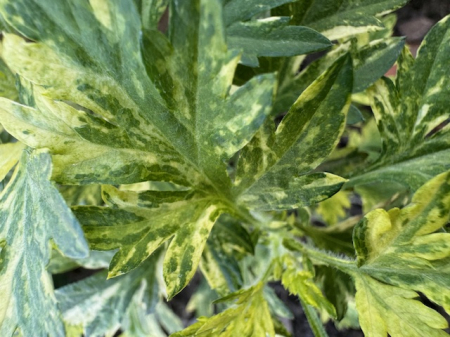 Plante Iubitoare de Soare - Artemisia vulgaris  Variegata