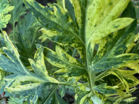 Artemisia vulgaris  Variegata [1]