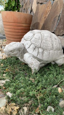 Broasca Testoasa [1]