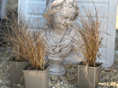 Carex Milk Chocolate [1]