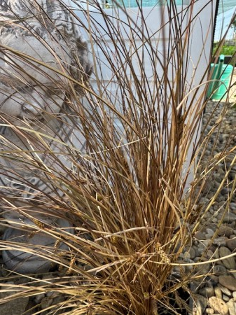 Ierburi Decorative - Carex Milk Chocolate