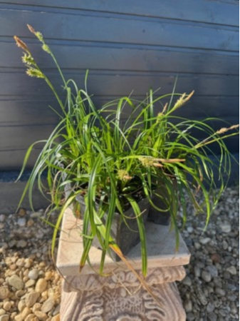 Ierburi Decorative - Carex ribbon falls
