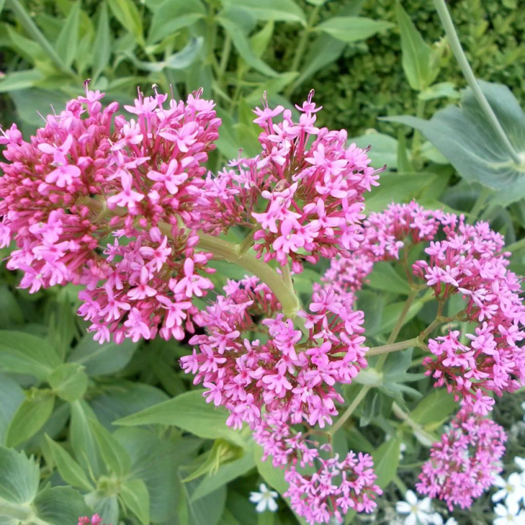 Centranthus ruber Roz [2]