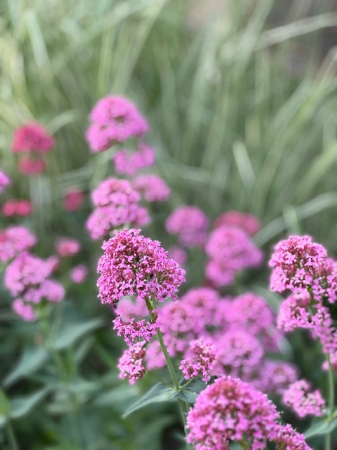 Centranthus ruber Roz [1]