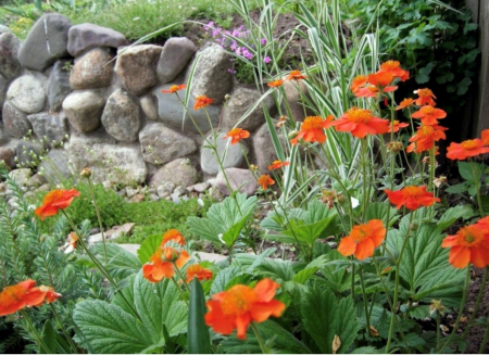 Geum coccineum Werner Arends [1]