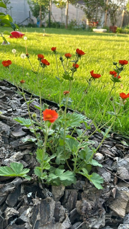 Geum coccineum Werner Arends [2]
