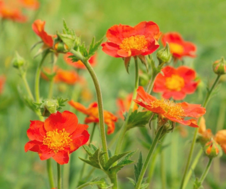 Ierburi Decorative - Geum coccineum Werner Arends