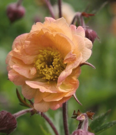 Ierburi Decorative - Mai Tai