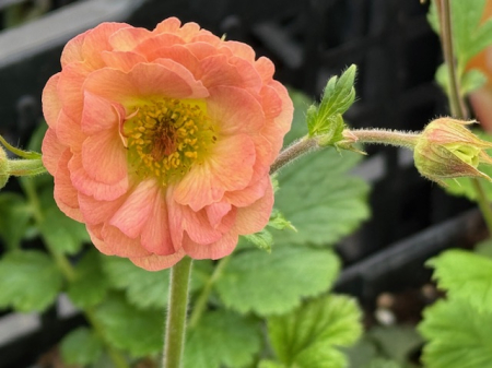 Plante Pentru Gradina - Geum Mai Tai