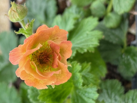 Geum Mai Tai [2]