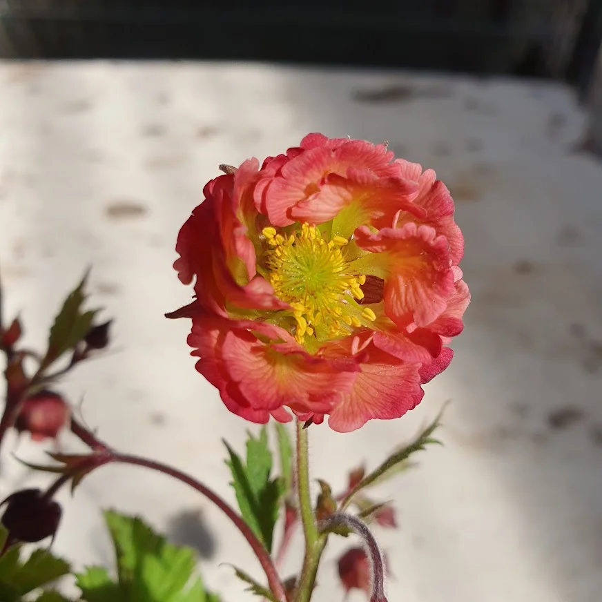 Geum pink petticoat [1]