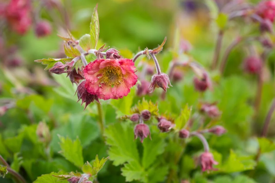 Plante Pentru Gradina - Geum pink petticoat
