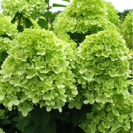 Plante pentru zona cu semi-umbra - Hortensia panicula Mojito