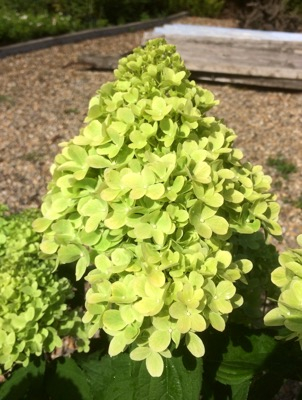 Hortensia panicula Mojito [1]