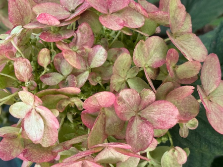 Hortensia paniculata Diamant rouge [1]