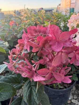 Hortensia paniculata petite Star [1]