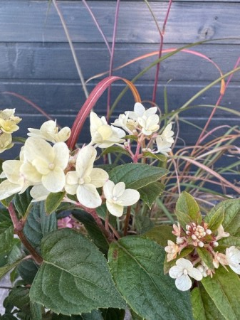 Plante pentru zona cu semi-umbra - Hortensia paniculata petite Star